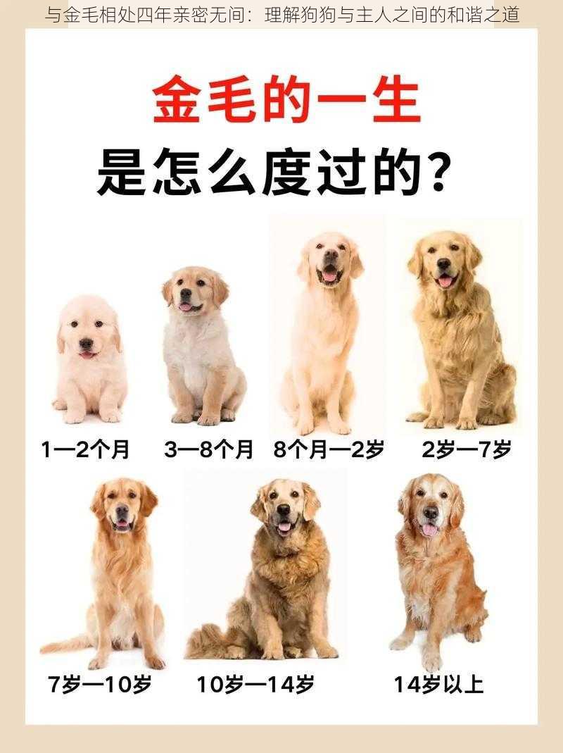 与金毛相处四年亲密无间:理解狗狗与主人之间的和谐之道