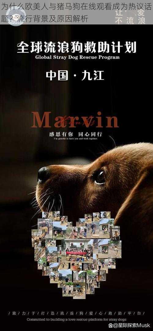 为什么欧美人与猪马狗在线观看成为热议话题?流行背景及原因解析