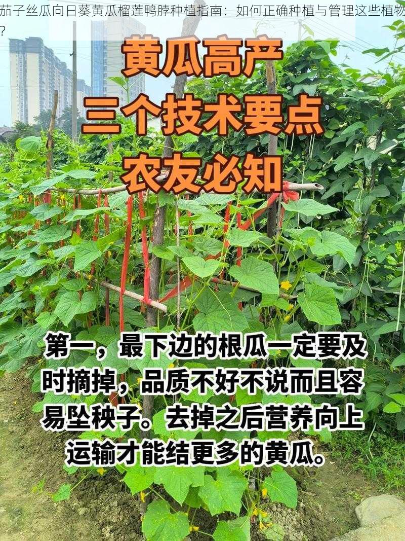茄子丝瓜向日葵黄瓜榴莲鸭脖种植指南:如何正确种植与管理这些植物?
