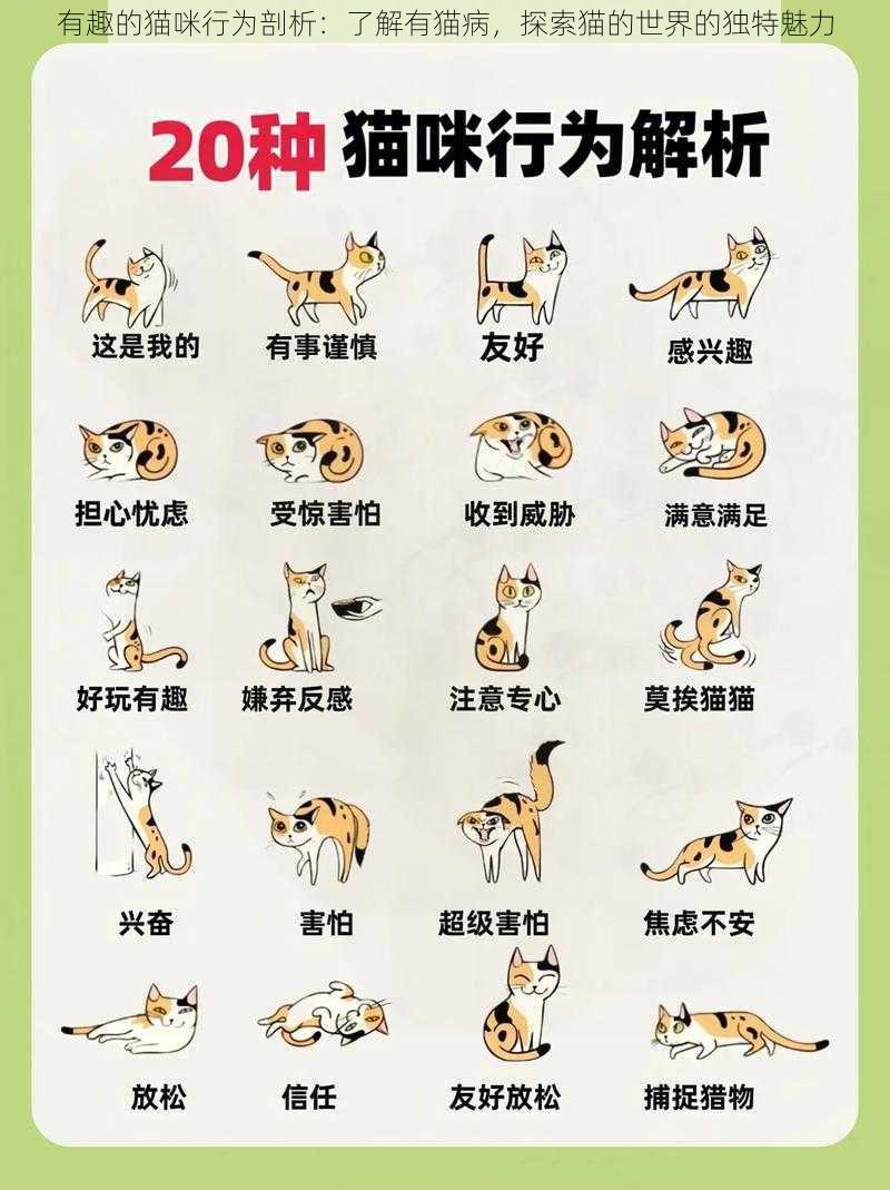 有趣的猫咪行为剖析:了解有猫病,探索猫的世界的独特魅力