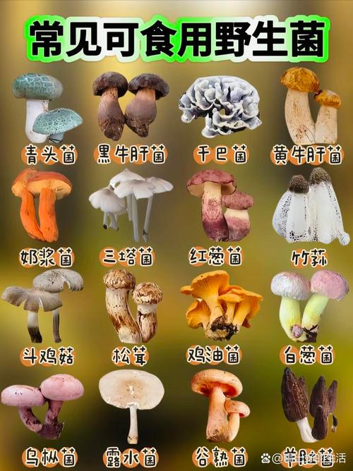 命运神界梦境链接蘑菇的奥秘与应用:各类蘑菇功效全面解析